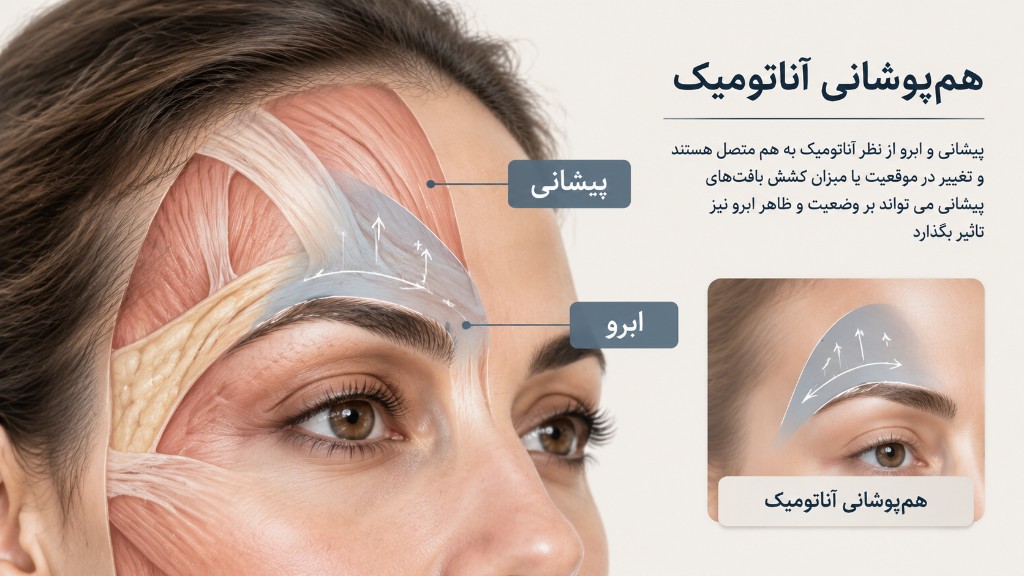 هم‌پوشانی آناتومیک پیشانی و ابرو